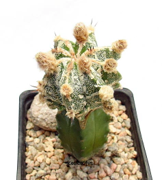 Astrophytum myriostigma hibrido red hakujo (cod24) - comprar online