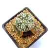 Astrophytum asterias superkabuto 5 ribs (cod32)
