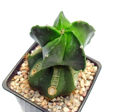 Astrophytum myriostigma nudum kikko (cod33) - comprar online