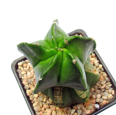Astrophytum myriostigma nudum kikko (cod33) - cecicactus - cactus y suculentas de colección
