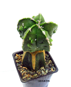 Astrophytum myriostigma fukuryu hakuun (cod37)