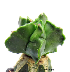 Astrophytum myriostigma kikko nudum (cod39) en internet