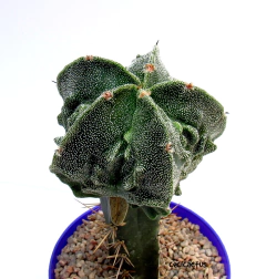 Astrophytum myriostigma fukuryu (cod40)
