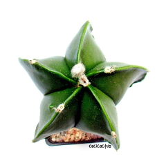 Astrophytum myriostigma nudum (cod43) en internet