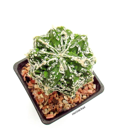 Astrophytum myriostigma cv hanakago mac10