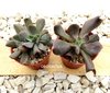 Echeveria 'Dark Vader' o 'Diablo Strength' (ver opciones de tamaño)