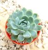 Echeveria 'Big Blue' (elegans forma gigante) (ver opciones de tamaño)