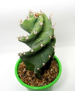 Cereus forbesi Spiralis (ver opciones de tamaño)