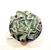 Echeveria 'Nichi' (ver opciones de tamaño)