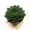 Echeveria 'Green Rose'