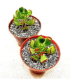 Sedum dendroideum (ver opciones de tamaño)