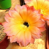 Echinopsis hibrido 'Oro punte Bronzo' (ver opciones de tamaño)