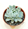 Echeveria 'Royal Chrisanthemum' (ver opciones de tamaños)