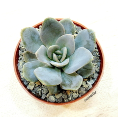 Echeveria 'Valentina' mac12