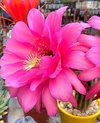 Trichocereus hibrido 'Cupido' (ver opciones de tamaño)