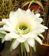 Trichocereus hibrido 'Mojito' (ver opciones de tamaño)