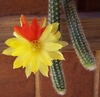 Echinopsis chamaecereus hibrido 'Papagei'