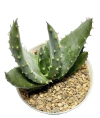 Aloe aculeata mac10