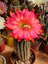 Trichocereus hibrido 'Spicy Red' (ver opciones de tamaño)