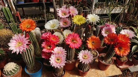 Imagen del carrusel cecicactus - cactus y suculentas de colección