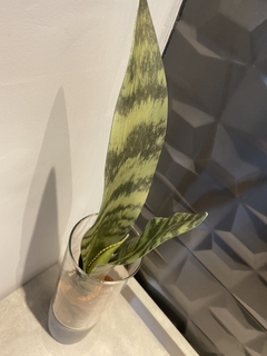 Imagem do Vaso de vidro/cimento com folha espada de São Jorge artificial 46cm
