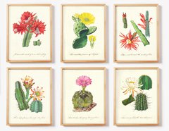 Ilustraciones Cactus - tienda online
