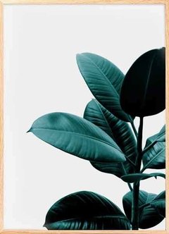 (331) FICUS HOJAS en internet