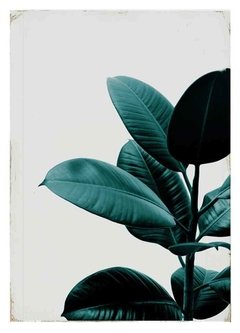 (331) FICUS HOJAS - tienda online