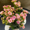 Kalanchoe Love - comprar online