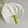 Combo Anthurium