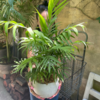 Planta de follaje en maceta Bola Rama en internet