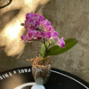 Orquídea Baby maceta glass - comprar online