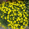 Crisantemo Bola Belga - tienda online