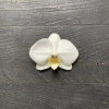 Imagen de Orquídea en maceta Saphi