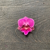 Orquídea multiflora - Coral - tienda online
