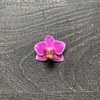 Garden box - Terrario Orquídea - tienda online