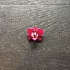 Garden box - Terrario Orquídea - anette