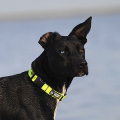 Collar Fluo en internet
