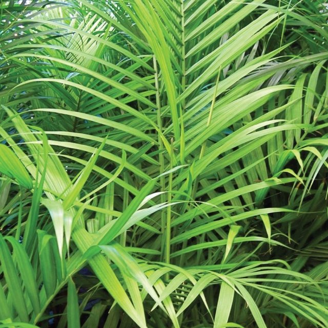 Areca Palmera 15lt Areca Palmera 15lt