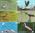 Aves de la Provincia de Buenos Aires - Ecoval Ediciones