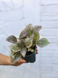 Plantas Minis - POTIT - Tienda Online