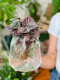 AMORFO CHICO + PEPEROMIA CAPERATA