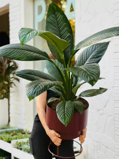 DÚO MALMO 3 + SPATHIPHYLLUM SENSACION