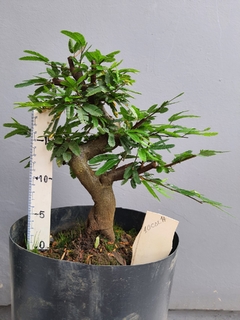 Pré bonsai de Caliandra rosa 10cal14