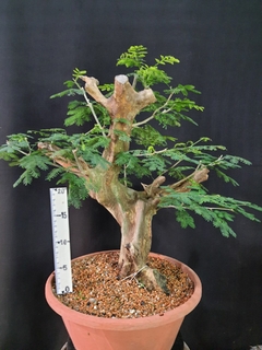 Pré bonsai de JUREMA BRANCA 3 - comprar online