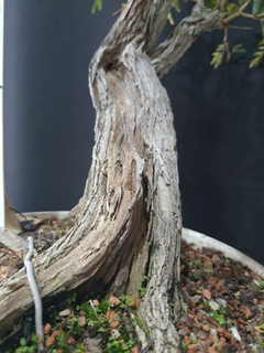 Pré bonsai de Caliandra Espinoza ESP2 - loja online