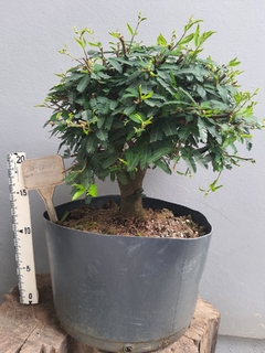 Pré bonsai de Caliandra rosa 8cal2