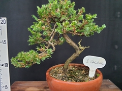 Pré bonsai de JUNIPERO horizontalis - comprar online