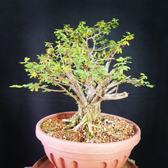 Pré bonsai de Caliandra depauperata Dep4 - comprar online