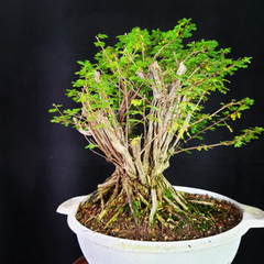 Pré bonsai de Caliandra depauperata Dep5 na internet